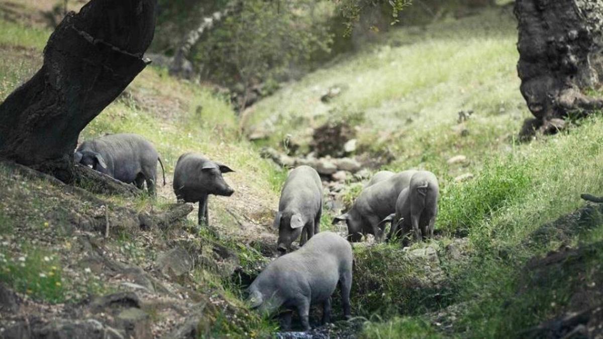 Cerdos ibéricos en una dehesa de Extremadura.
