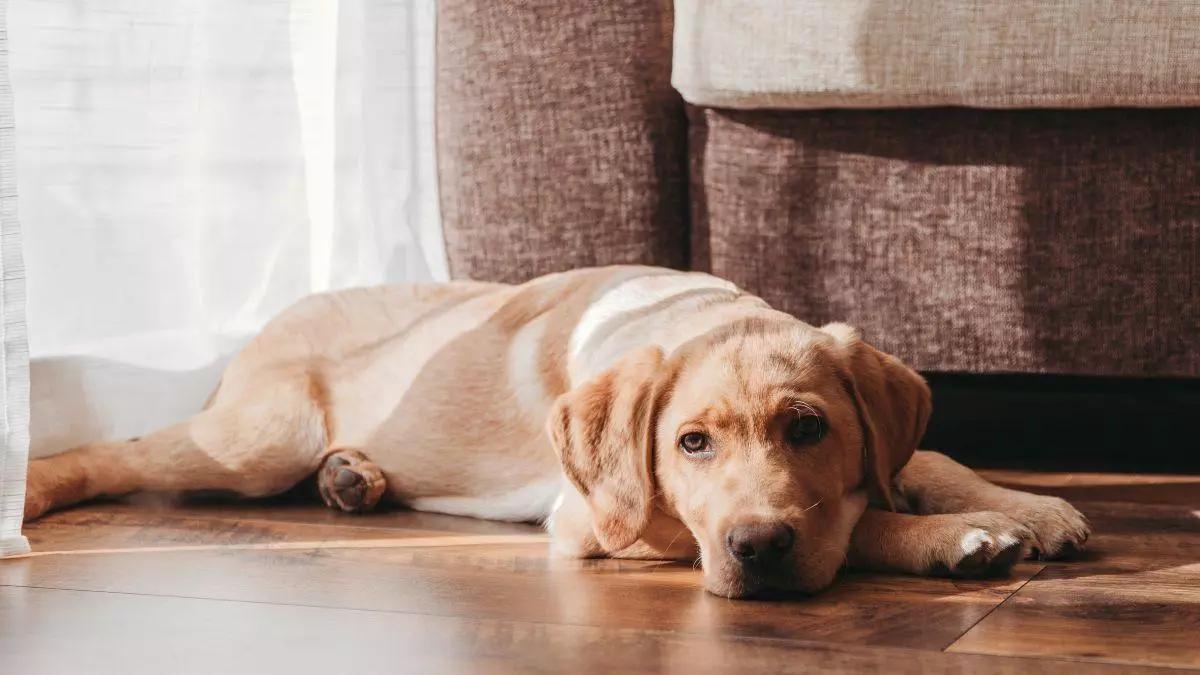Confirmado por la Ley de Propiedad Horizontal: la comunidad de vecinos puede 'acabar' con los ladridos de perros con dos artículos poco conocidos