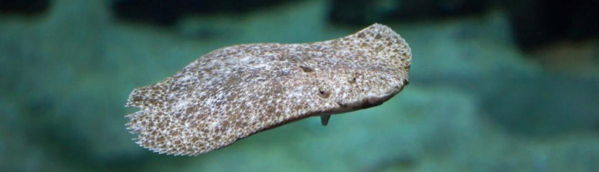 Rodaballo de cría de Nueva Pescanova
