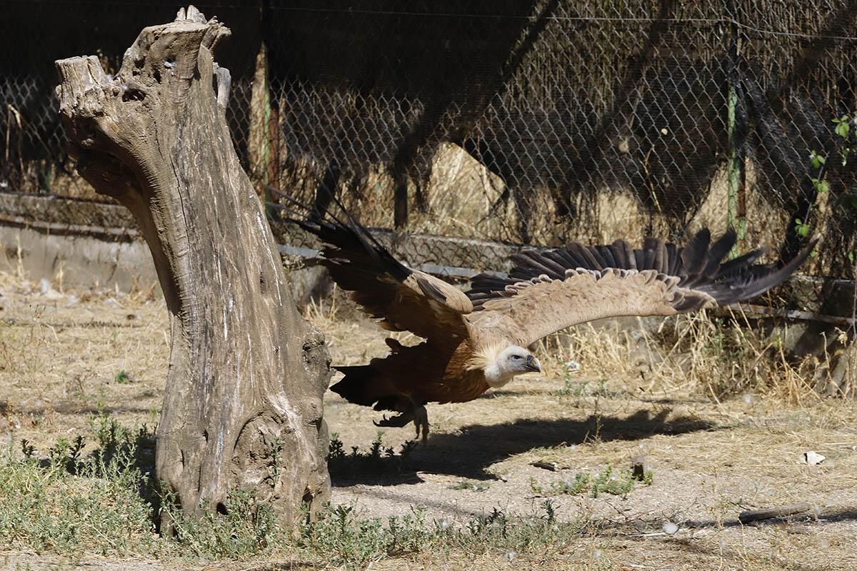 El Centro de recuperación de especies amenazadas de Córdoba, en imágenes