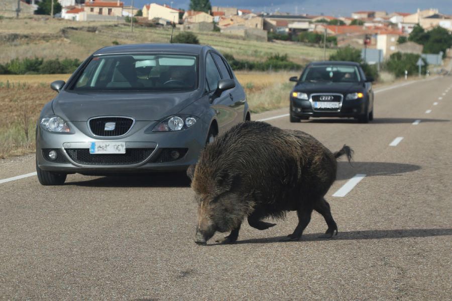 Un jabalí por la carretera de Pereruela