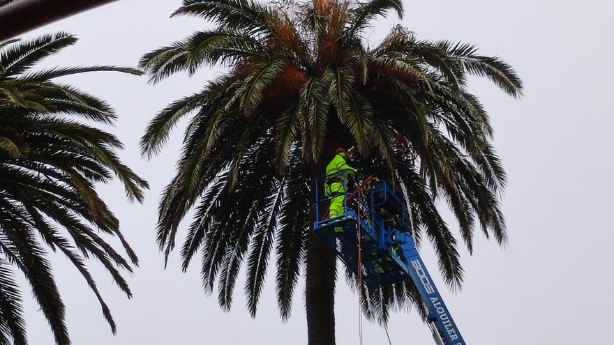 El Concello protegerá del picudo rojo a las palmeras con un nuevo tratamiento