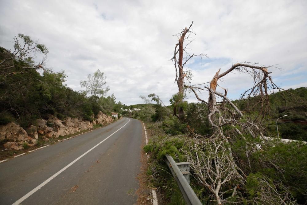 El viento entró por ses Variades y se cebó sobre todo en las zonas de Cala Gració y Can Coix hasta disiparse ya cerca de Santa Agnès