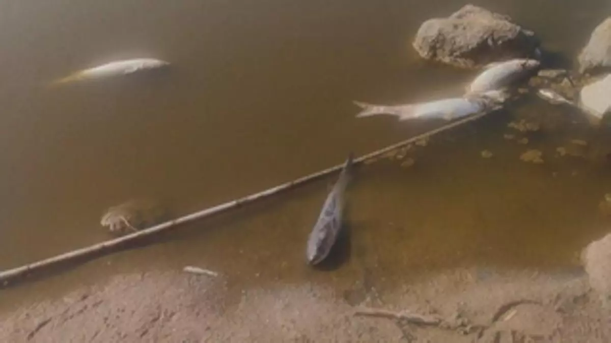 Peces muertos en la riera de Sant Climent de Viladecans: la ACA apunta al estancamiento del agua y las altas temperaturas