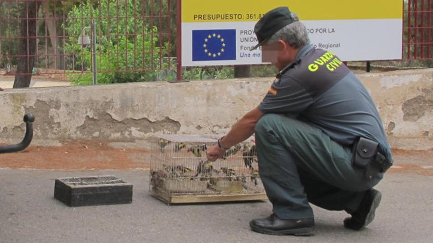 Liberan más de medio centenar de jilgueros capturados por furtivos