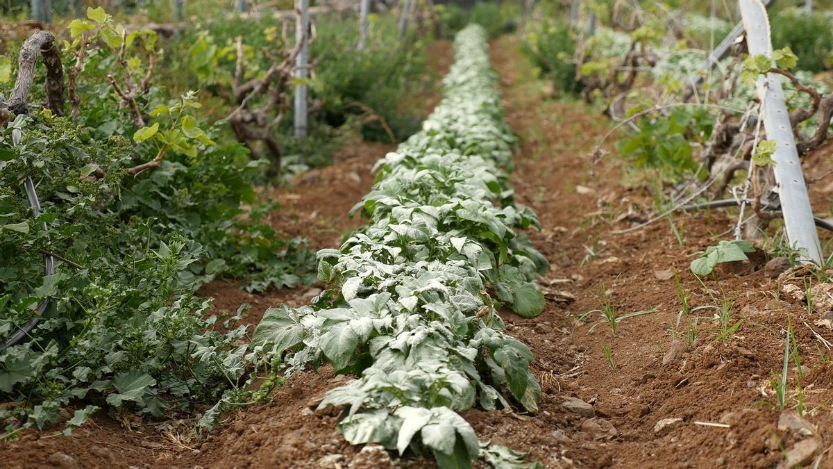 Cultivo de papas en La Gomera.