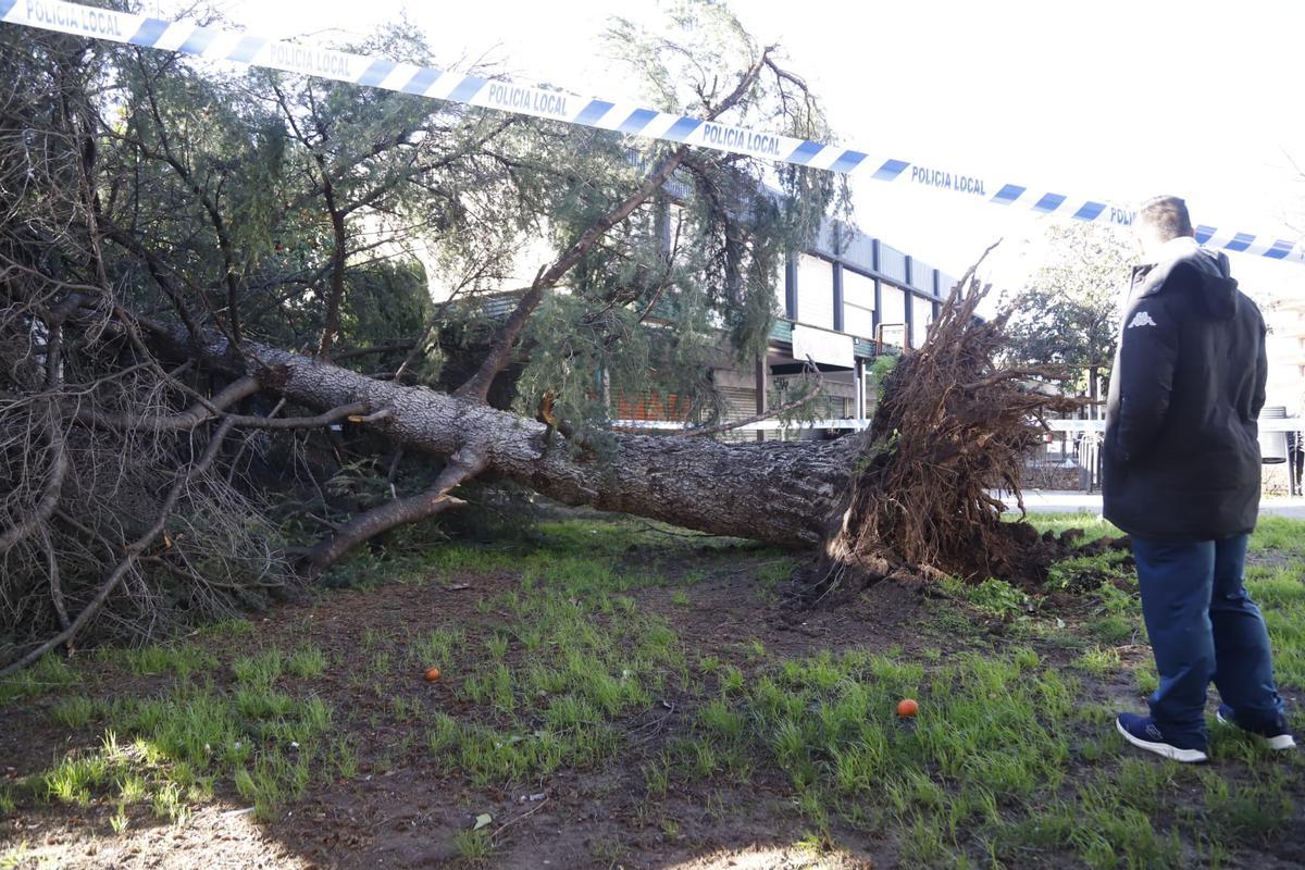 Una persona observa un árbol caído en el barrio del Figueroa, este sábado.