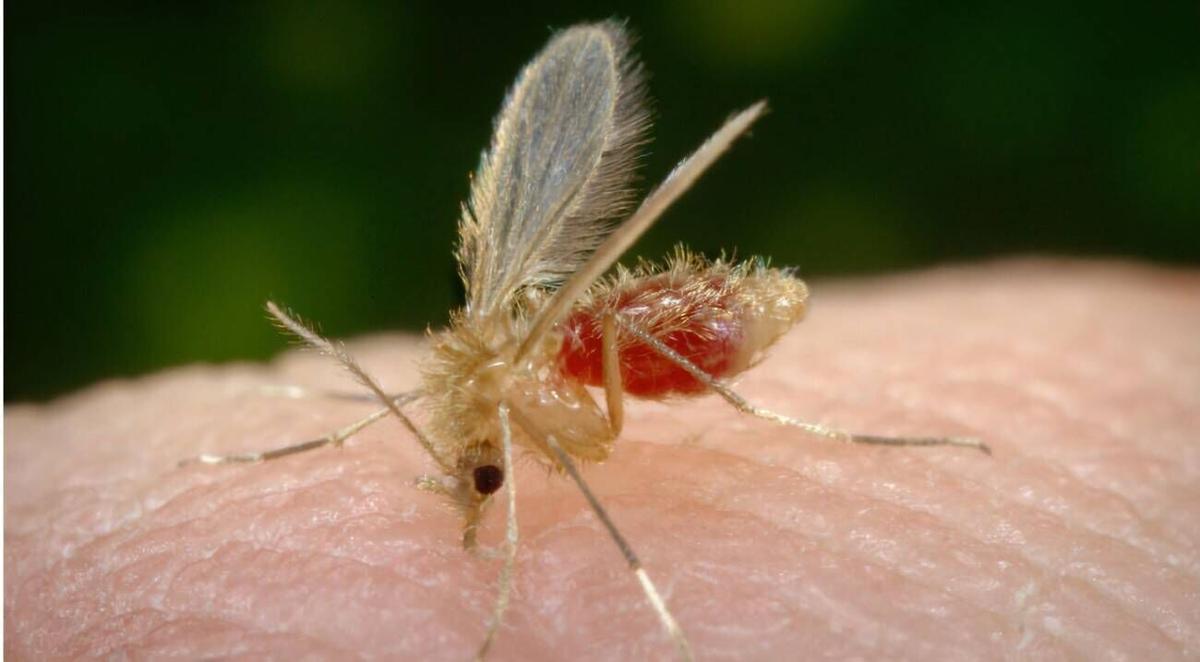 Flebotomo, vector de la leishmaniosis