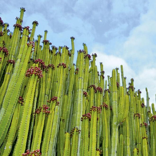 Gran Canaria, una isla para vivir la naturaleza