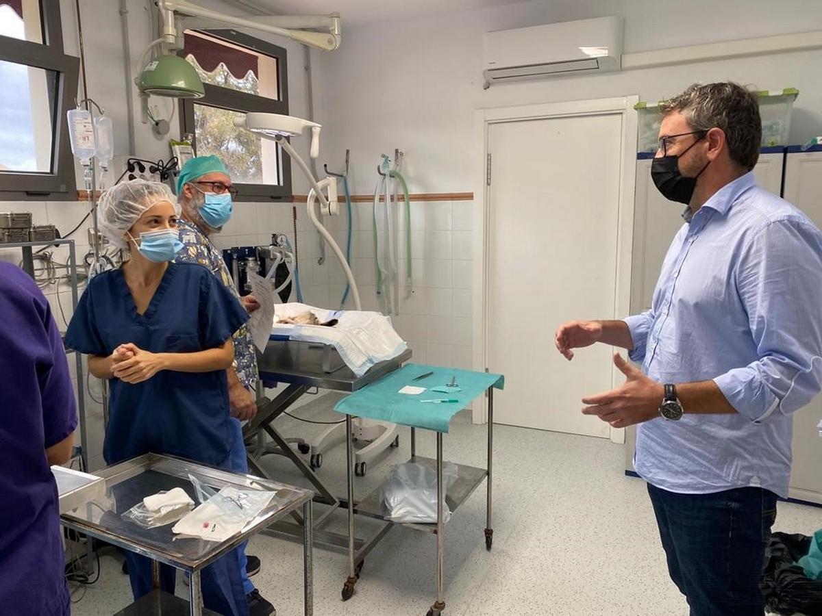 Imagen de las intervenciones en la campaña de esterilización de gatos en Las Palmas de Gran Canaria.