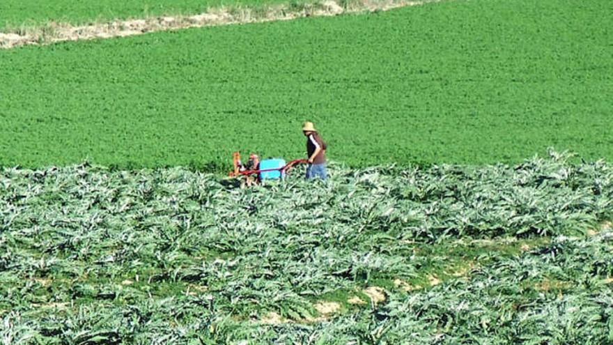 Un agricultor, en una parcela cultivada con alcachofas en Heredades.