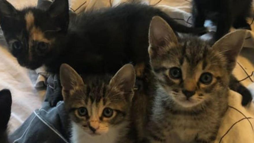 Alguns gats acollits que esperen adopció
