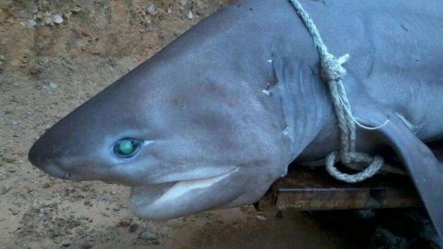 Hallados dos tiburones en aguas de Alicante