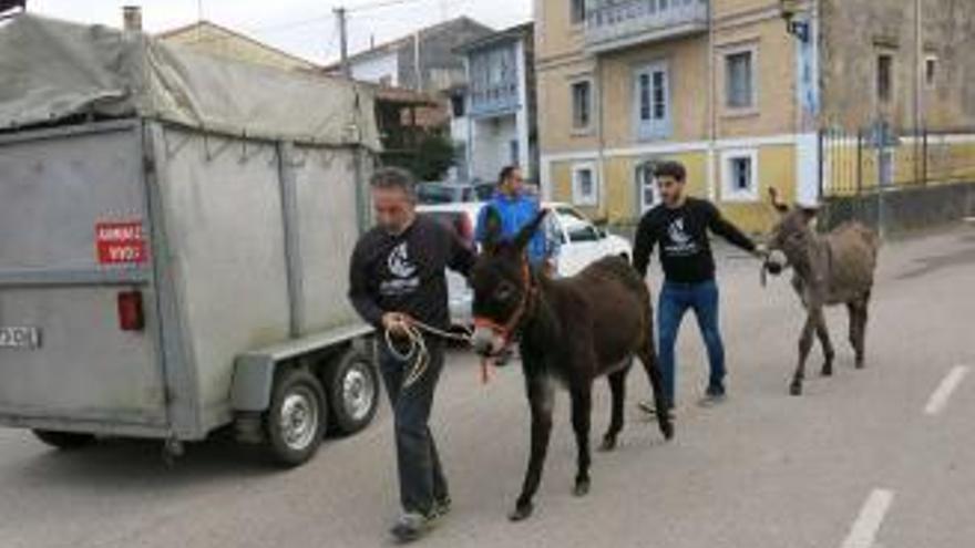 Cuatro años sin poder trabajar con animales y 15 meses de prisión para el acusado de maltratar a dos burros en Porrúa