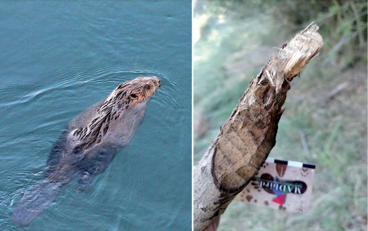 Castor fotografiado en el Tajo y señales de su presencia en un tronco