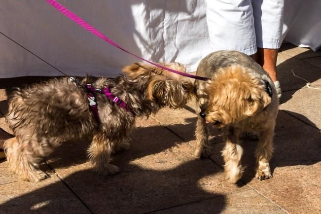 Feria de Mascotas de Maspalomas 2016