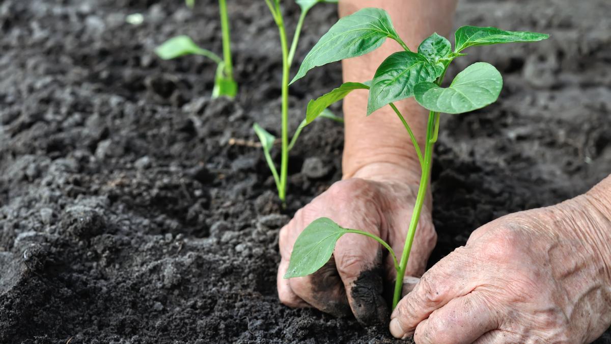 El uso de bioestimulantes contribuye a aumentar el rendimiento y la calidad de las cosechas.