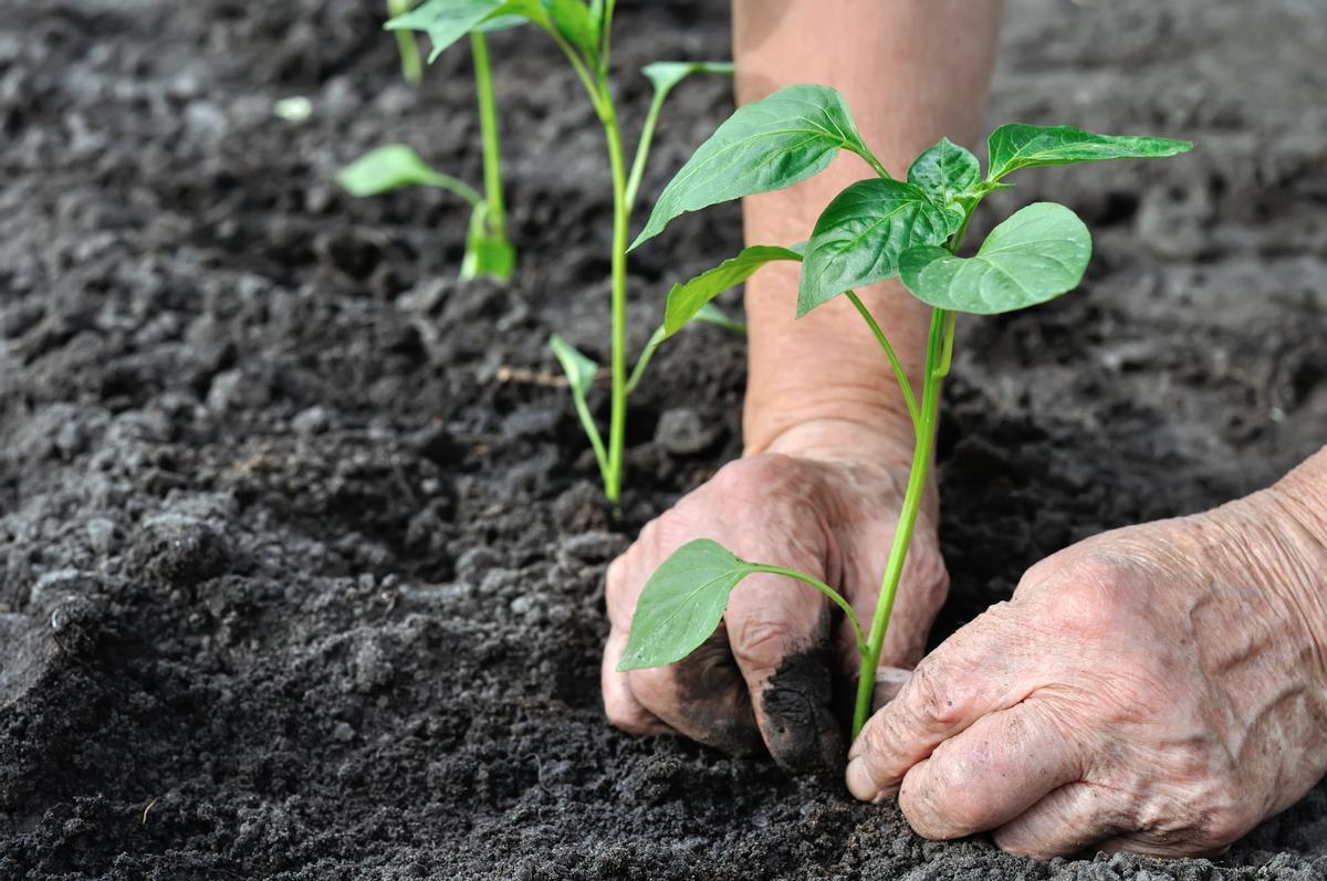 El uso de bioestimulantes contribuye a aumentar el rendimiento y la calidad de las cosechas.