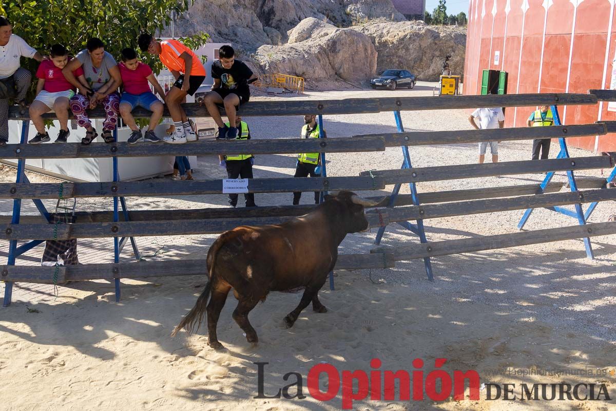 Quinto encierro de la Feria del Arroz de Calasparra