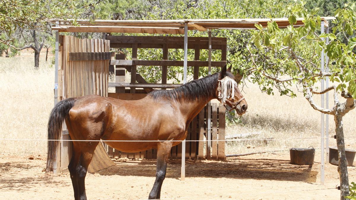 Un caballo en un centro de recuperación de equinos de Ibiza, en una imagen de archivo.