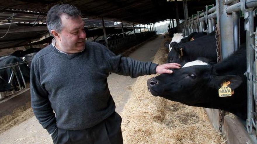 Javier González acaricia a «Siena», una de las doscientas cabezas de ganado de su vaquería, ubicada en La Ren.