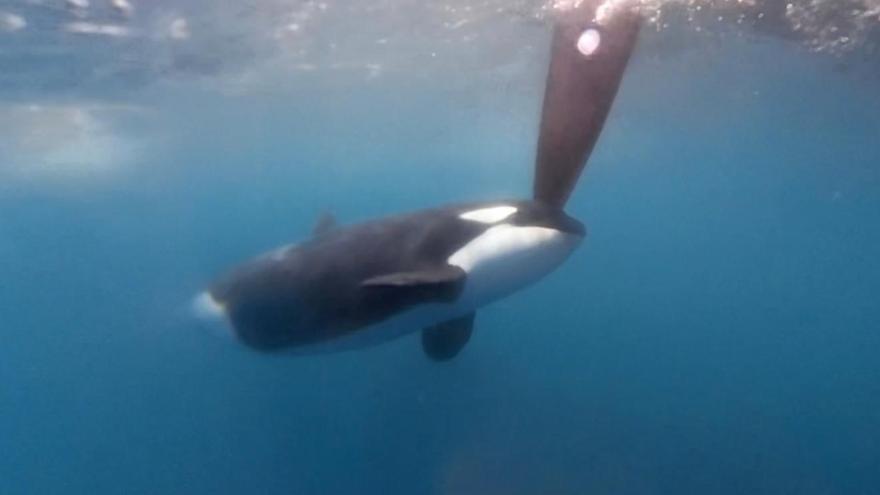 Una manada de orcas hunde un velero en el Estrecho