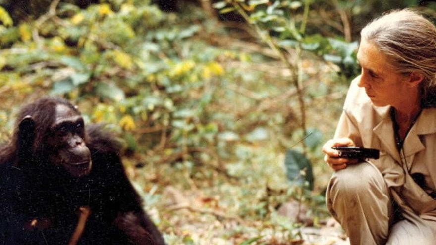 Fotografía de archivo de Jane Goodall, que ha dedicado su vida al estudio de los chimpancés.