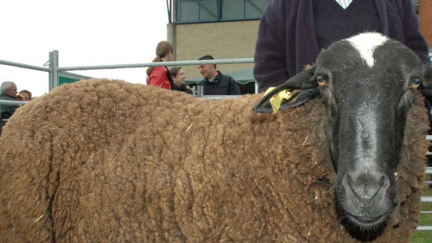 Una ayuda para salvar a las razas en peligro de extinción en Zamora