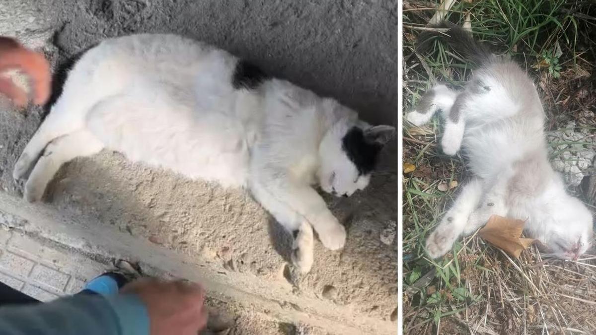 Dos de los gatos de la colonia que Mey encontró sin vida.