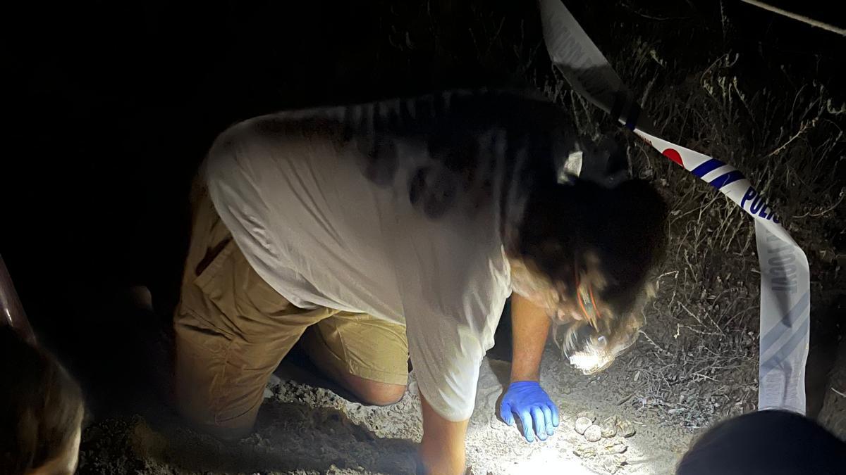 Nacen 92 crías de tortugas en Dènia
