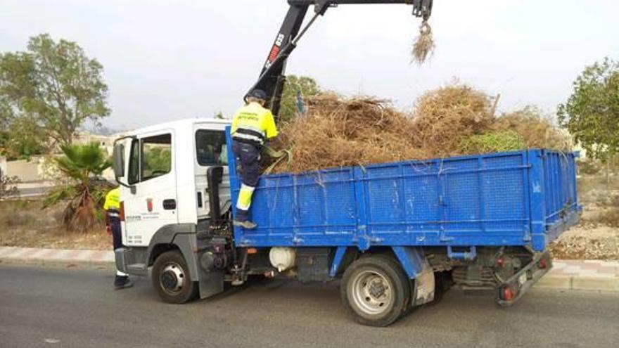 Dos operarios realizan trabajos de retirada de podas en un terreno de San Fulgencio.