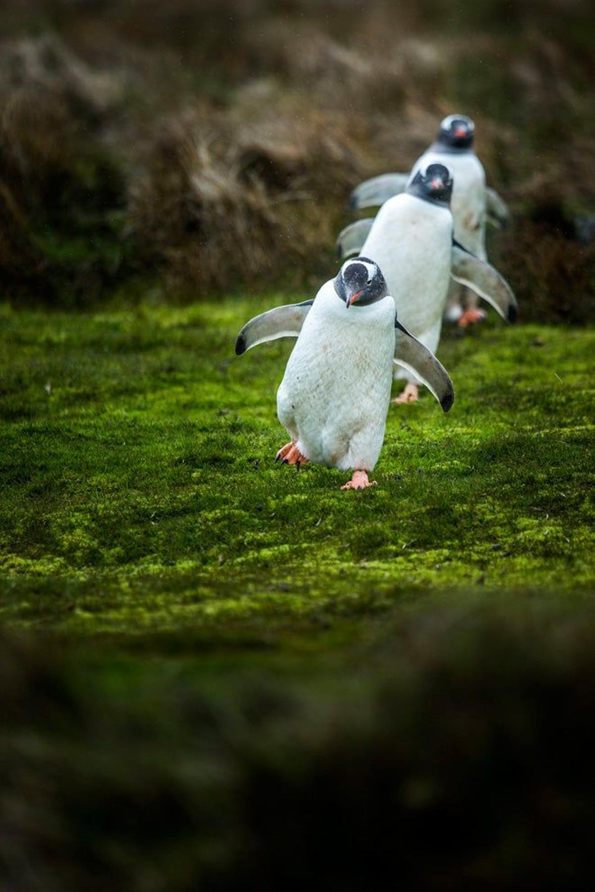 Pingüinos juanito en las Islas Georgias del Sur.