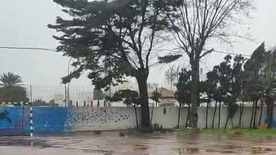 Cae un árbol en el patio de un colegio de Zahara de los Atunes con los alumnos en el interior.
