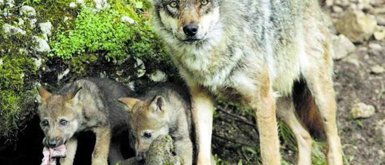 Una loba, con sus crías.