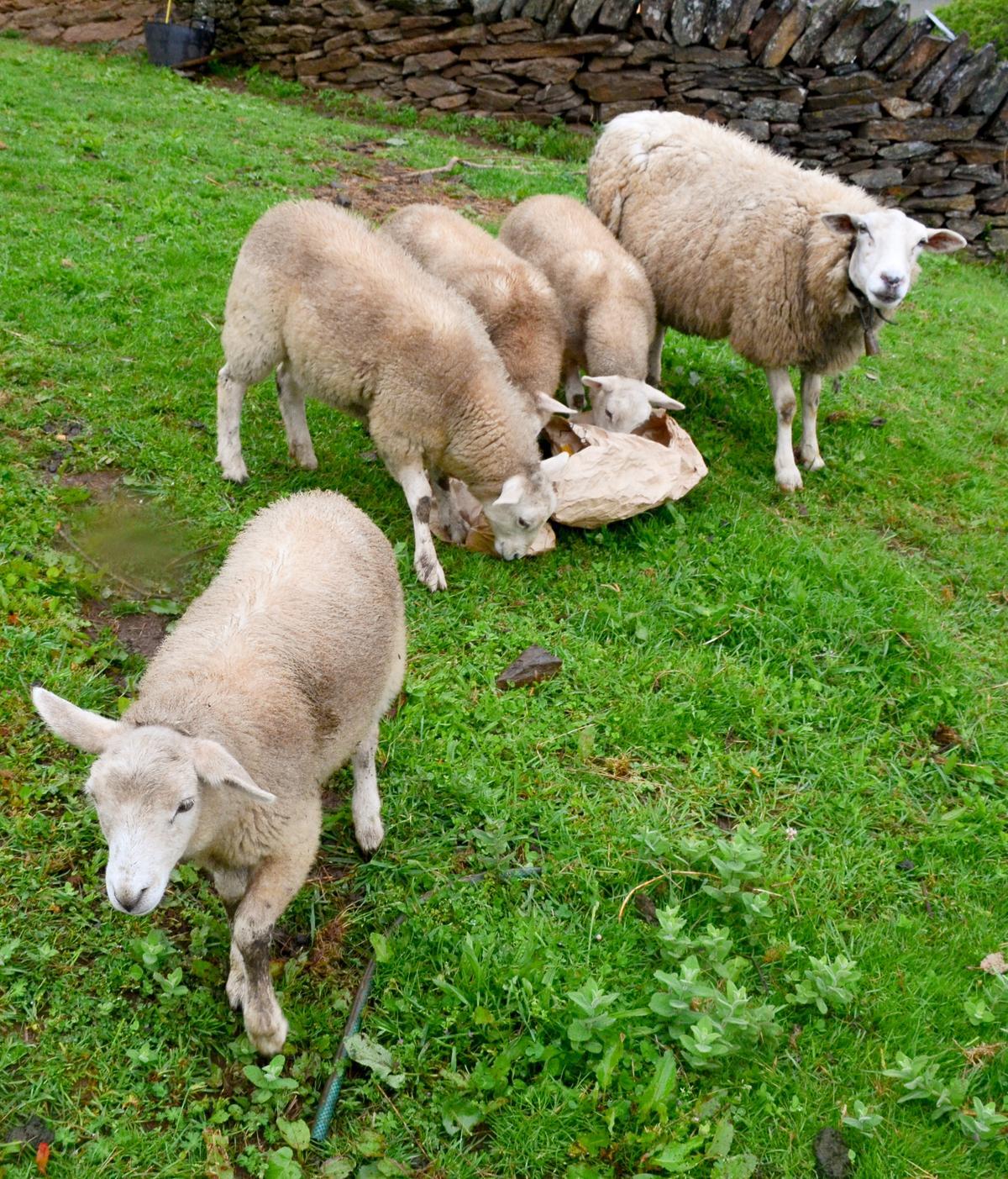 La oveja &quot;Grandela&quot;, que se hizo famosa por tener cuatro corderos en el parto hace tiempo, con ellos en el prao de José Ángel y Claudia.