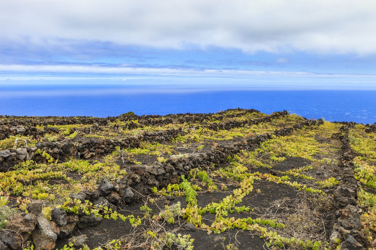 El océano crea un ambiente propicio para el cultivo en La Palma