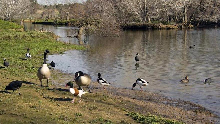 Alerta científica: un tercio de todas las especies podrían extinguirse en 2100
