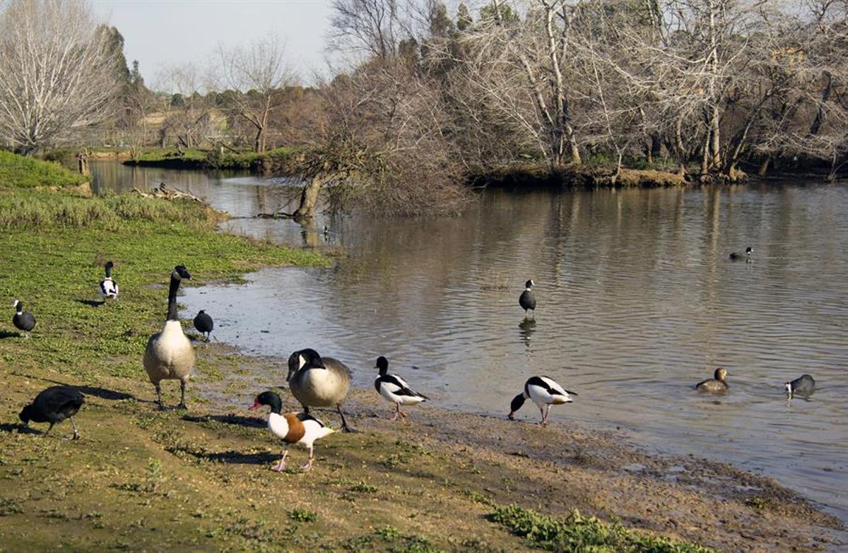 Cañada de los Pájaros, humedal estratégico del Espacio Natural de Doñana.