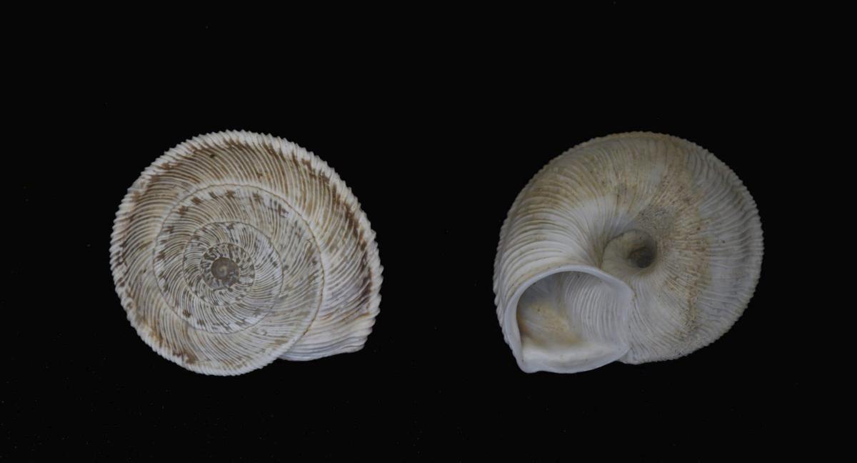 Ejemplares de ‘Xerocrassa ebusitana’ recogidos en Punta Grossa.