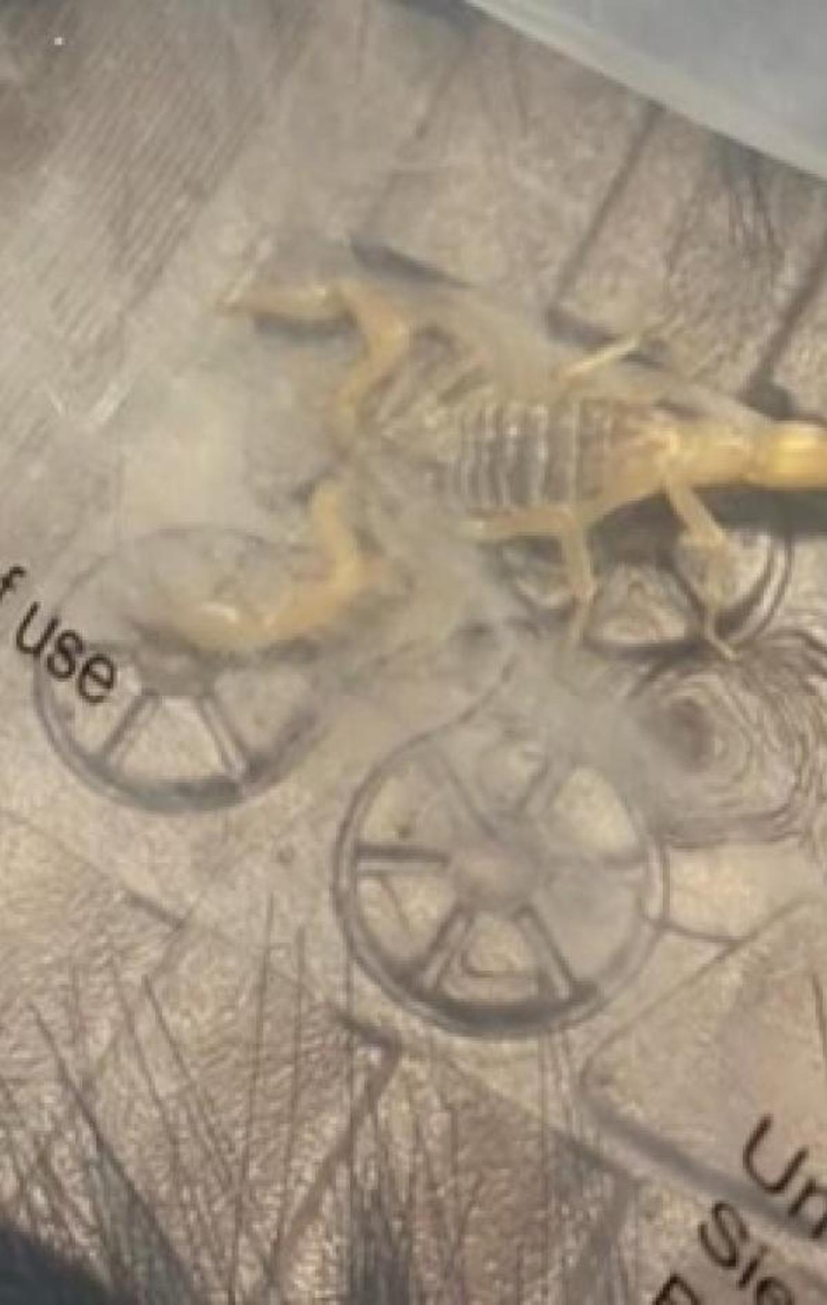 El escorpion encontrado en un envio de shein