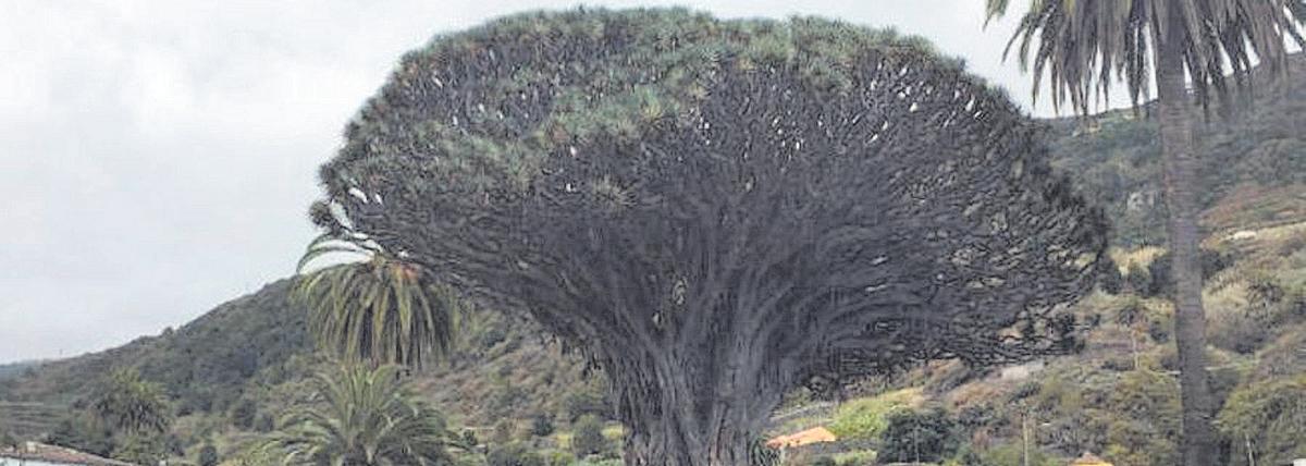 Icod de los Vinos, en Tenerife.