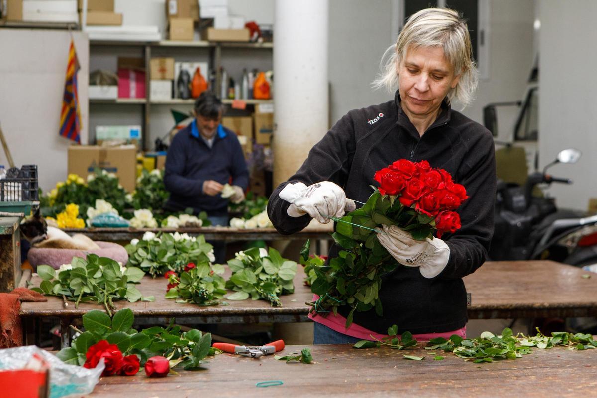 Seleccionando las rosas para Sant Jordi en Flors Pons, la única productora catalana de estas flores