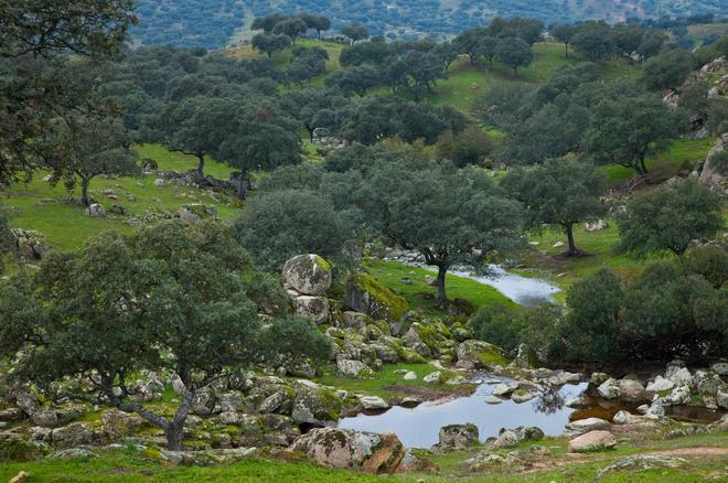 Sierra Morena, territorio Lince