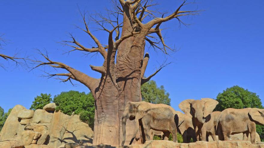 BIOPARC Valencia ofrece actividades y regalos comprometidos con la naturaleza para esta Navidad