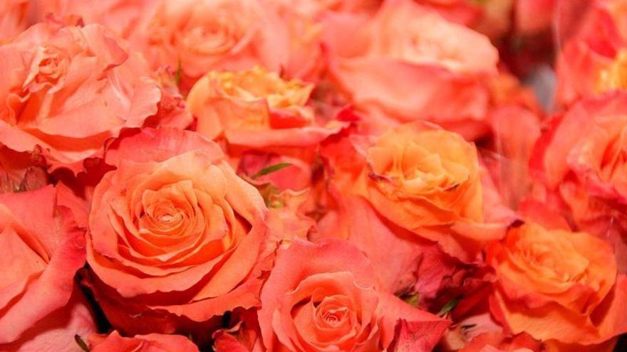 La rosa roja y la rosa roja eterna, las flores que más compran los aragoneses en San Valentín