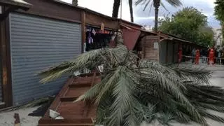 Tres palmeras desplomadas en tres días: ¿por qué se caen?