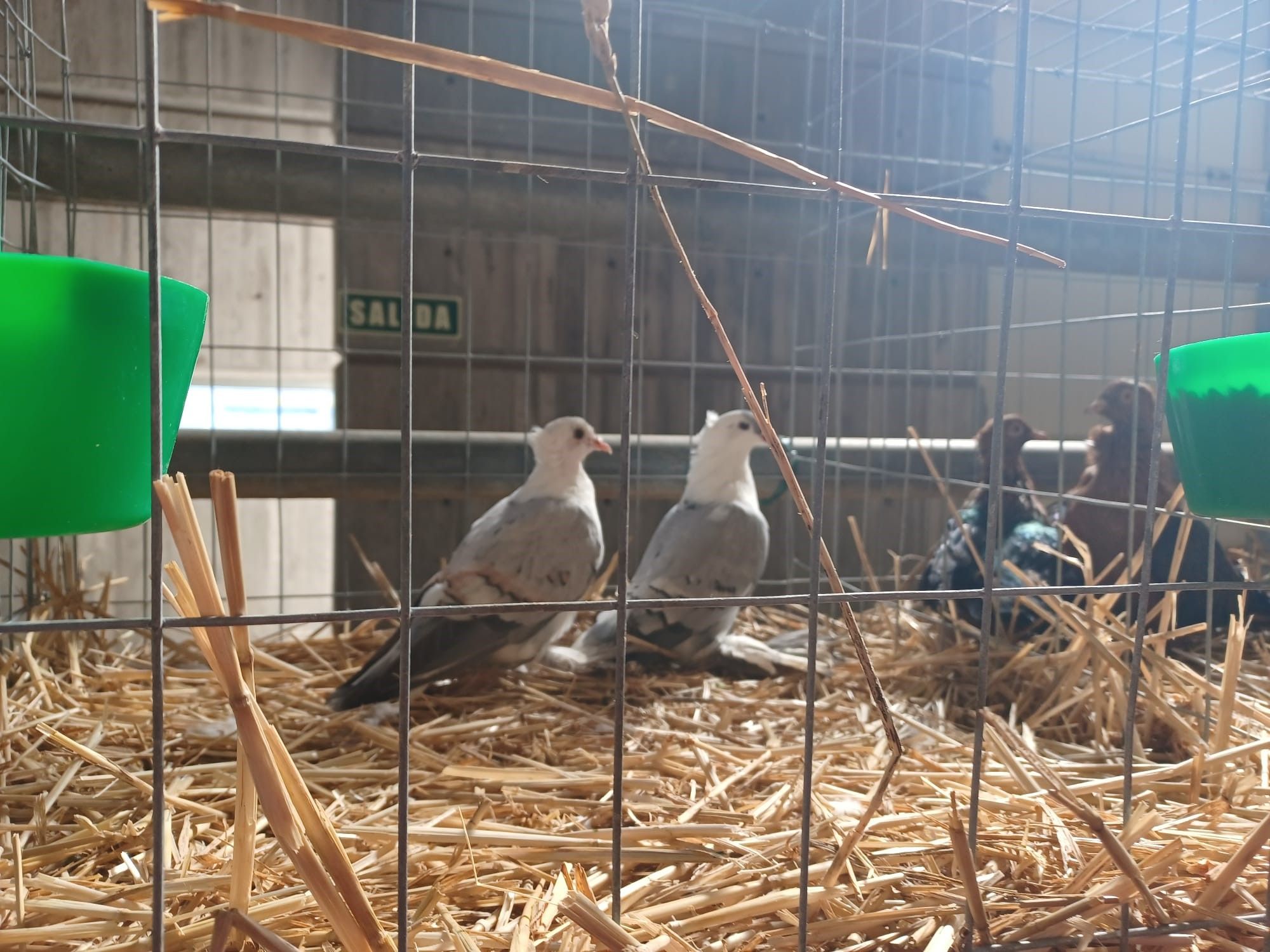 Agrosiero, así se celebra la gran fiesta del campo en la Pola