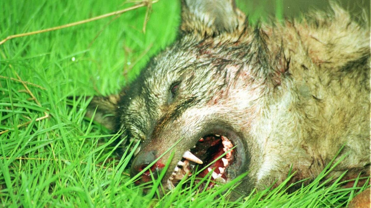 Lobo abatido en una cacería en la provincia de Zamora