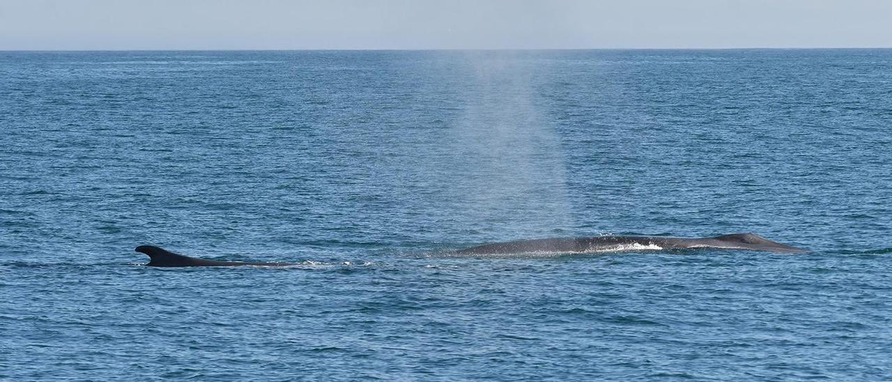 Ballenas avistadas por el BDRI el sábado.