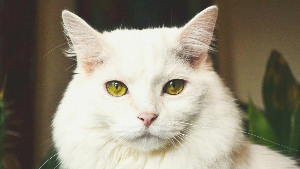 Las orejas puntiagudas de los gatos esconden una ventaja evolutiva clave para cazar